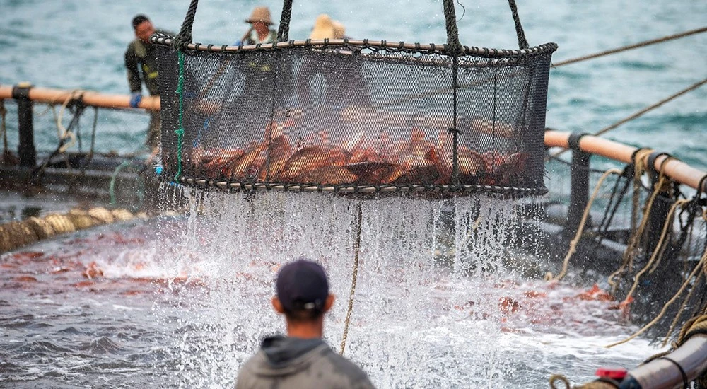 養殖および魚農業におけるオンサイト酸素ガス発生器の必要性 - サーモン
